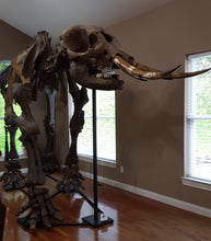 Load image into Gallery viewer, American Mastodon - SOLD