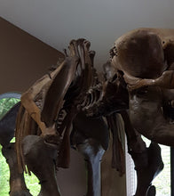 Load image into Gallery viewer, American Mastodon - SOLD