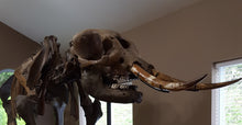 Load image into Gallery viewer, American Mastodon - SOLD