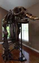 Load image into Gallery viewer, American Mastodon - SOLD