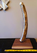 Load image into Gallery viewer, Alaskan Mammoth Tusk
