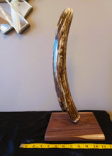 Load image into Gallery viewer, Alaskan Mammoth Tusk