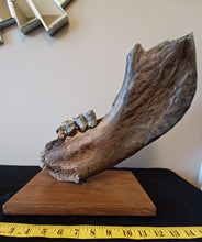 Load image into Gallery viewer, Woolly Rhinoceros Jaw with Teeth