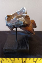 Load image into Gallery viewer, Woolly Rhinoceros Tooth