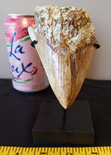 Load image into Gallery viewer, Megalodon Shark Tooth