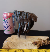 Load image into Gallery viewer, Baby Mammoth Tooth