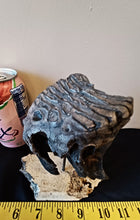 Load image into Gallery viewer, Baby Mammoth Tooth