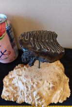 Load image into Gallery viewer, Baby Mammoth Tooth