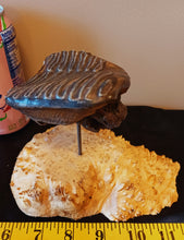 Load image into Gallery viewer, Baby Mammoth Tooth
