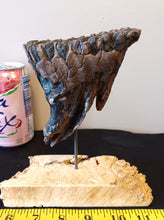 Load image into Gallery viewer, Baby Mammoth Tooth