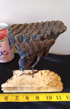 Load image into Gallery viewer, Baby Mammoth Tooth