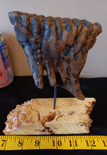Load image into Gallery viewer, Baby Mammoth Tooth
