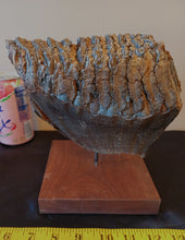 Load image into Gallery viewer, Mammoth Tooth