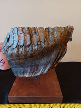 Load image into Gallery viewer, Mammoth Tooth