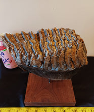 Load image into Gallery viewer, Mammoth Tooth