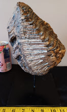 Load image into Gallery viewer, Mammoth Tooth