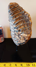 Load image into Gallery viewer, Mammoth Tooth