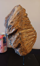 Load image into Gallery viewer, Mammoth Tooth