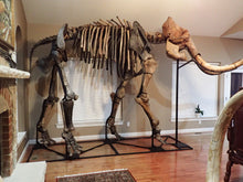 Load image into Gallery viewer, Alaskan Woolly Mammoth-SOLD