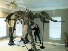 Load image into Gallery viewer, American Mastodon - SOLD