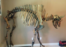 Load image into Gallery viewer, Ancient Bison Bison SOLD