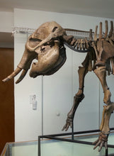 Load image into Gallery viewer, Baby Alaskan Woolly Mammoth-SOLD