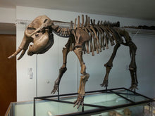 Load image into Gallery viewer, Baby Alaskan Woolly Mammoth-SOLD